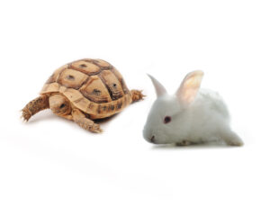 Hare And Turtle 
